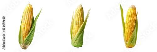 Fresh organic corn cob isolated on transparent background photo