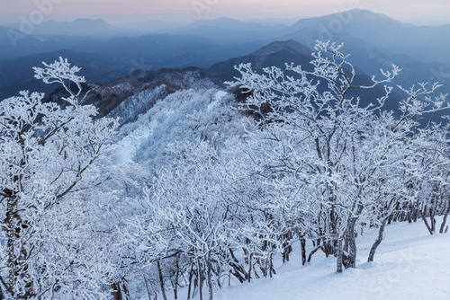 夜明けの高見山の樹氷林