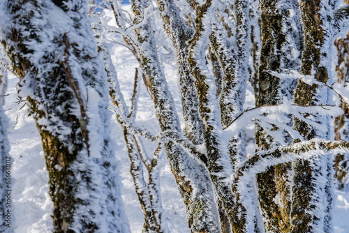 樹氷の高見山 © Takayoshi Oshima