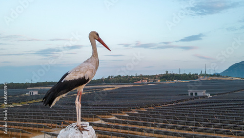 district of storks and solar panels living in the city