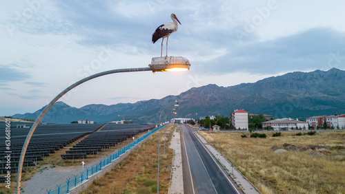 The stork watching the landscape in the lamp of the lighting poles and its life in the city