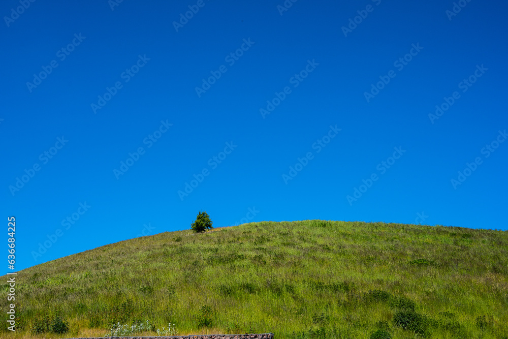 Small tree on a round hill.