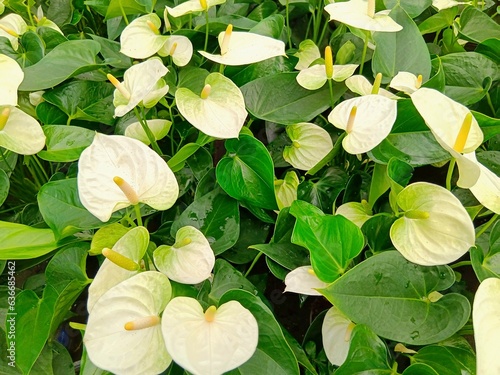 White callas, green leaves.Bouquet of white pure flowers