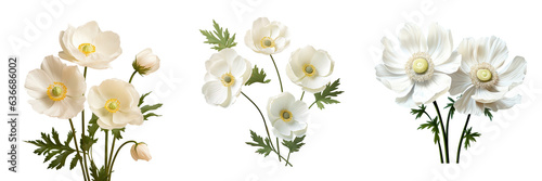 Anemone flowers in white against a transparent background