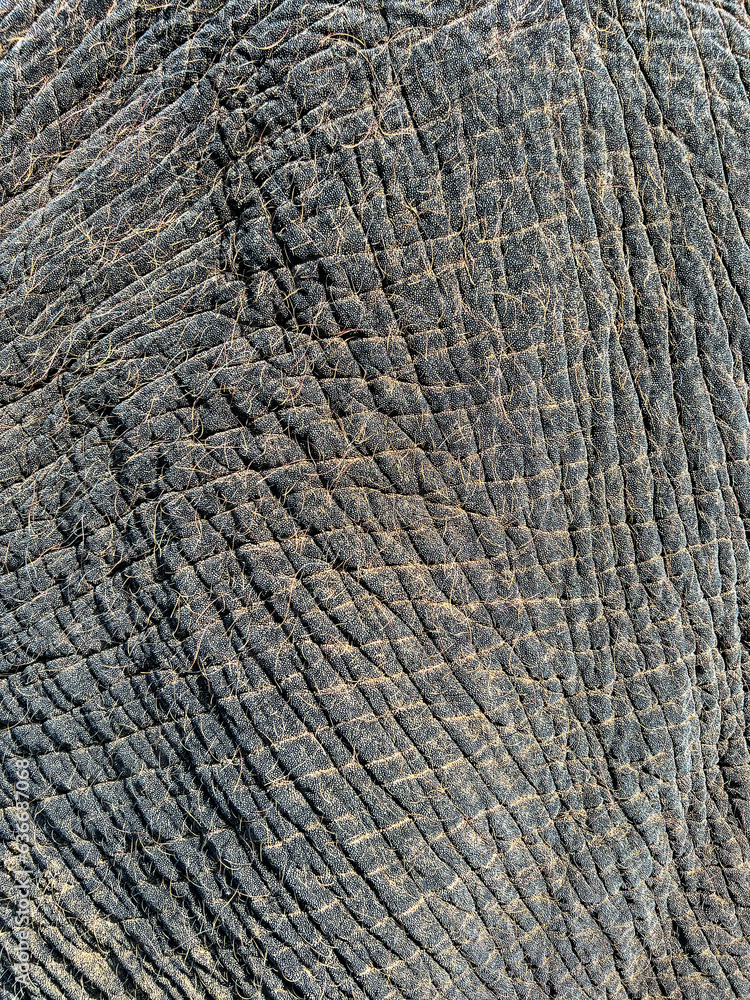 Fototapeta premium Wrinkles On Elephant Skin