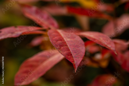 Tip of Red Leaf on Tree Changing Colors in Autumn