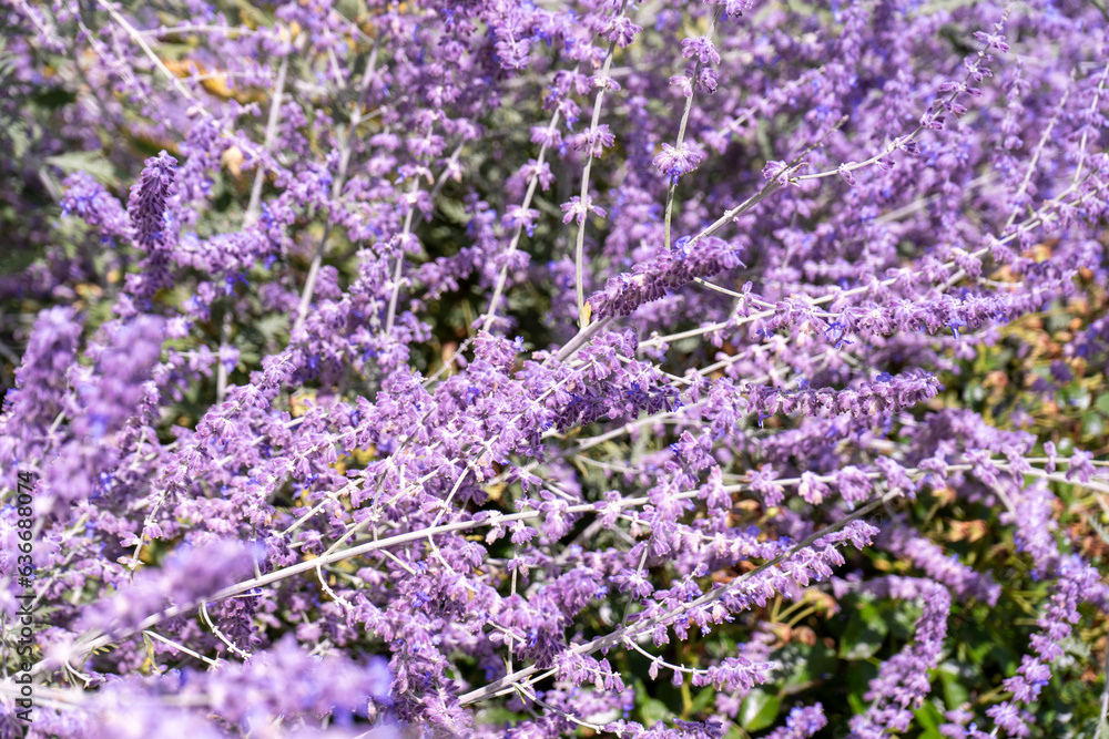 Perovskia atriplicifolia Blue Spire bush close up of blooming sage. Purple perovskia flowers background. Viotel salvia flower in flowerbed garden. Petal bud. Botanical gardening. Floral bloom. Perovskia atriplicifolia Blue Spire bush close up of blooming sage. Purple perovskia flowers background. Viotel salvia flower in flowerbed garden. Petal bud. Botanical gardening. Floral bloom.