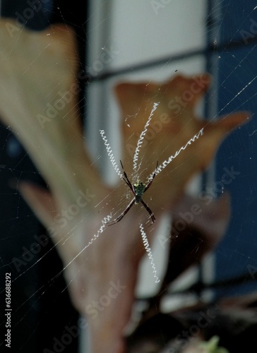 Orb-weaver spider (Argiope anasuja) on web