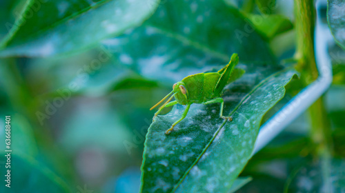 A little grasshopper is hiding in mango leaves