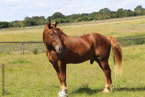 Suffolk Punch Horse, Chestnut Draft Horse
