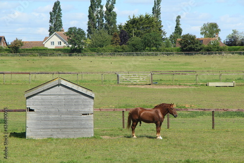 Suffolk Punch horse, chestnut draft horse