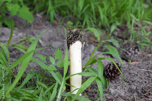 Morel close-up in the forest.