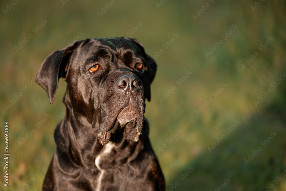 Cane Corso in outdoors, close up portrait Cane Corso in outdoors, close up portrait