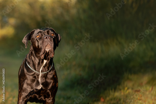 Cane Corso standing on grass and looking up