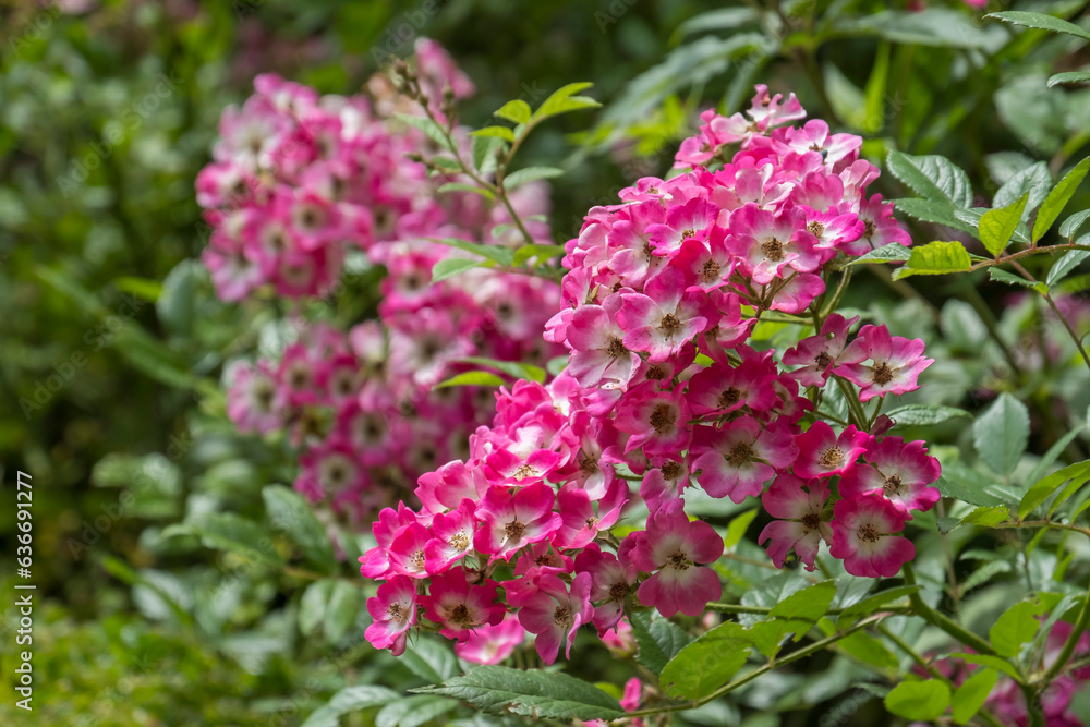 Moschus-Rose Moschus-Rose