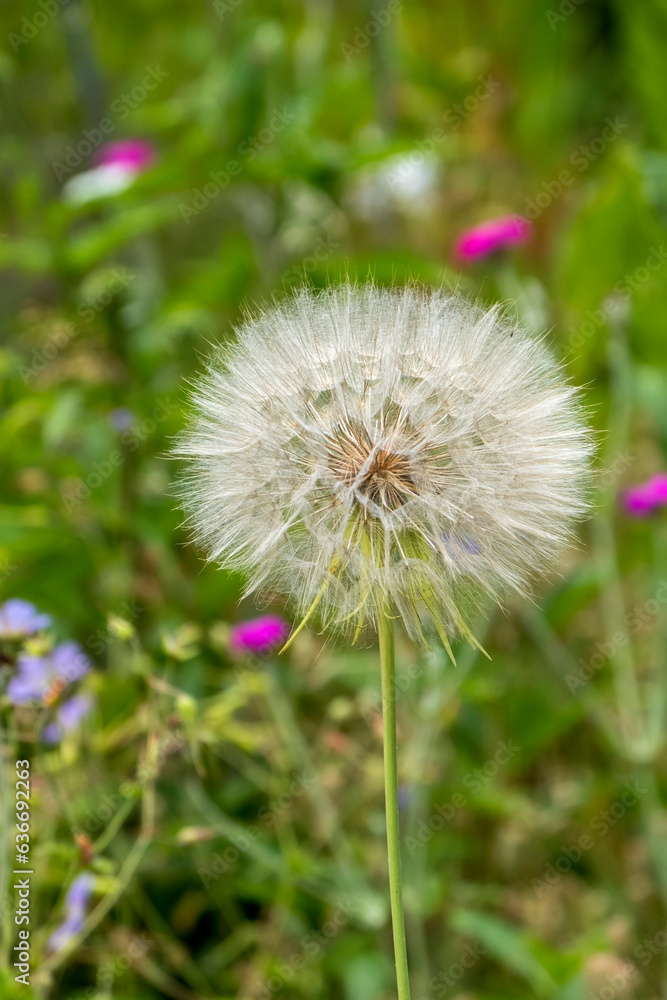 Großer Bocksbart (Tragopogon dubius) Saatgut Großer Bocksbart (Tragopogon dubius) Saatgut
