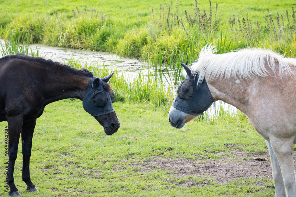 horses in Netherlands polder field wearing fly masks or vliegenmasker in Dutch. protective screen head clothing for animal to prevent discomfort and infection of the eye horses in Netherlands polder field wearing fly masks or vliegenmasker in Dutch. protective screen head clothing for animal to prevent discomfort and infection of the eye