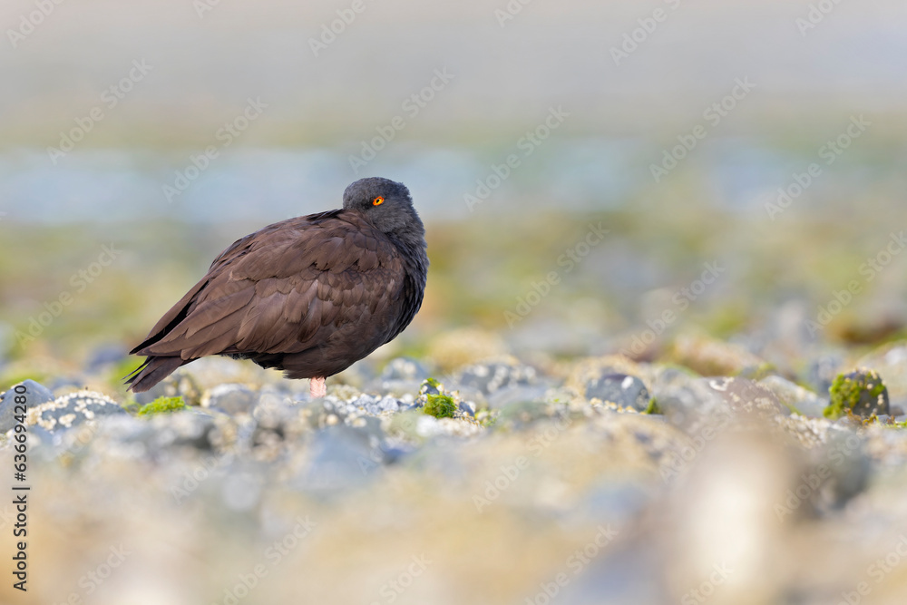 Obraz premium black oystercatcher (Haematopus bachmani) resting along the coast.