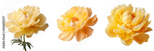 Yellow peony flower on transparent background closeup © TheWaterMeloonProjec