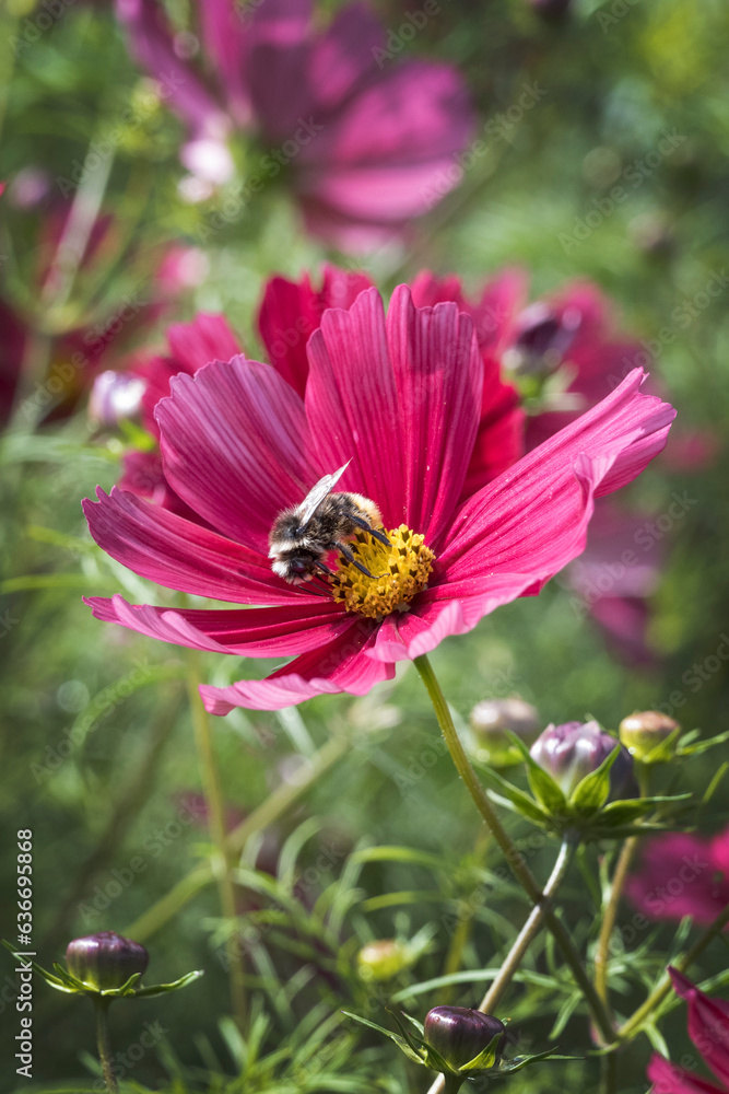 Cosmoz Rubenza flower