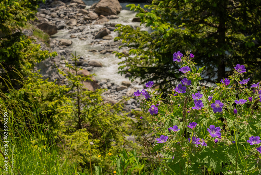 Fototapeta premium Blue flowers near rocky river in Switzerland canyon