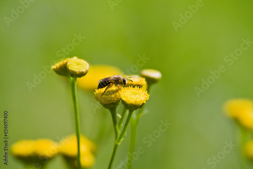 colletes on tansy