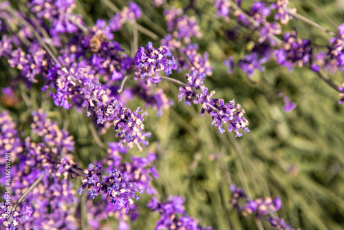 Purple lavender flowers bush. Flower in the field. Nature background. Grow a fragrant plant in the garden. Summer flower honey plant closeup.