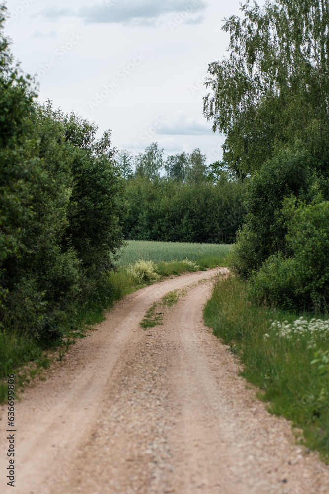 gravel country road in green summer fields