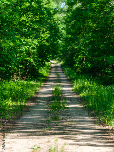 gravel country road in green summer fields