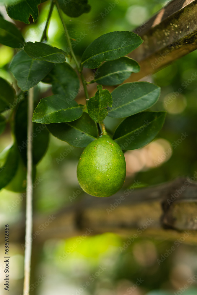Green lemon on the tree blurred green background, an excellent source of vitamin C.