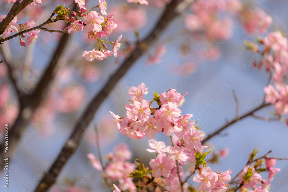 河津桜