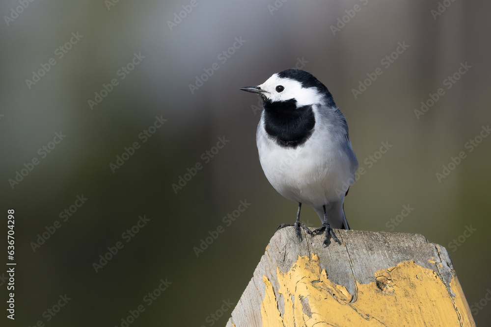 Obraz premium white wagtail