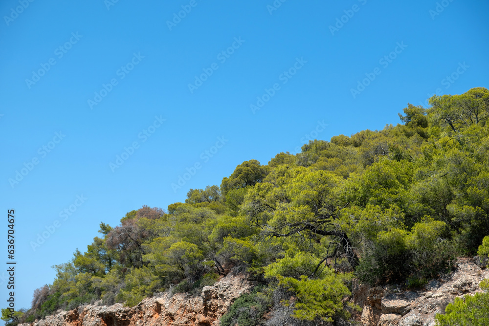 Pine tree on rocky landscape blue sky background. Branch with needle, Mediterranean flora, sunny day