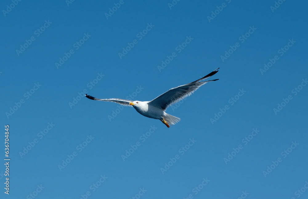 Yellow-legged gull, Larus Michahellis white color flying on clear blue sky background. Under view. Yellow-legged gull, Larus Michahellis white color flying on clear blue sky background. Under view.
