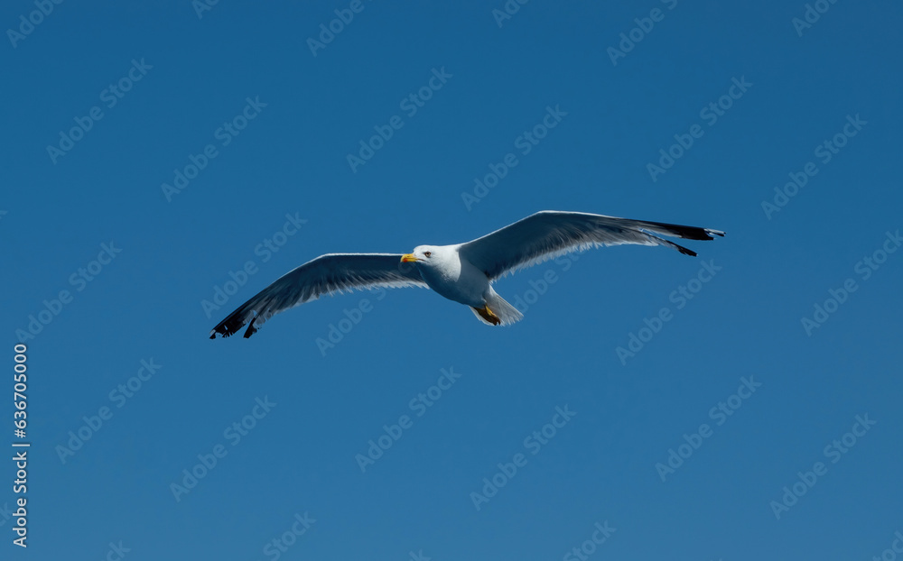 Yellow-legged gull, Larus Michahellis white color flying on clear blue sky background. Under view. Yellow-legged gull, Larus Michahellis white color flying on clear blue sky background. Under view.