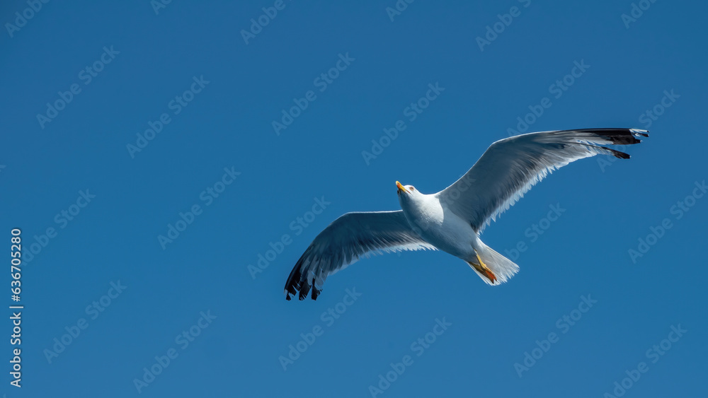 Yellow-legged gull, Larus Michahellis white color flying on clear blue sky background. Under view. Yellow-legged gull, Larus Michahellis white color flying on clear blue sky background. Under view.