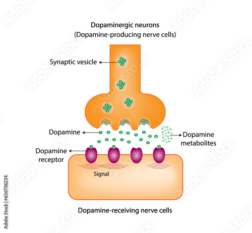 Dopamine, Dopaminergic receptor, dopamine-receiving neurons and dopamine-producing neurons. Neurotransmission, Educational, scientific and medical design. Labeled diagram. vector illustration. 