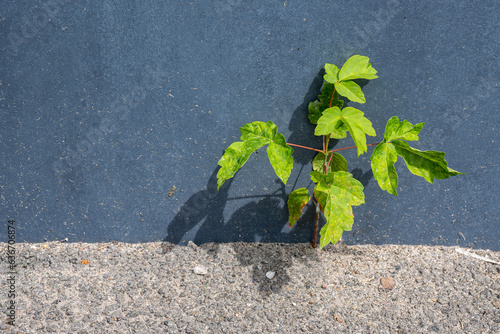 A small tree grows in a crack in the concrete. Ecology, struggle of plants for life