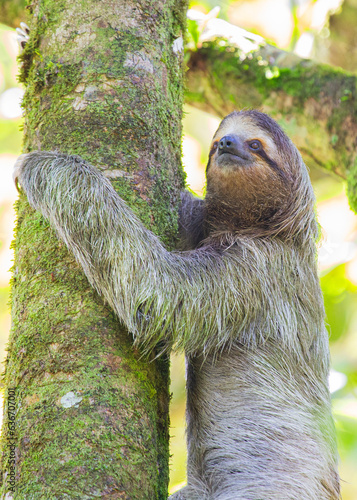 Brown-Throated Three-Toed Sloth (Bradypus variegatus) photo