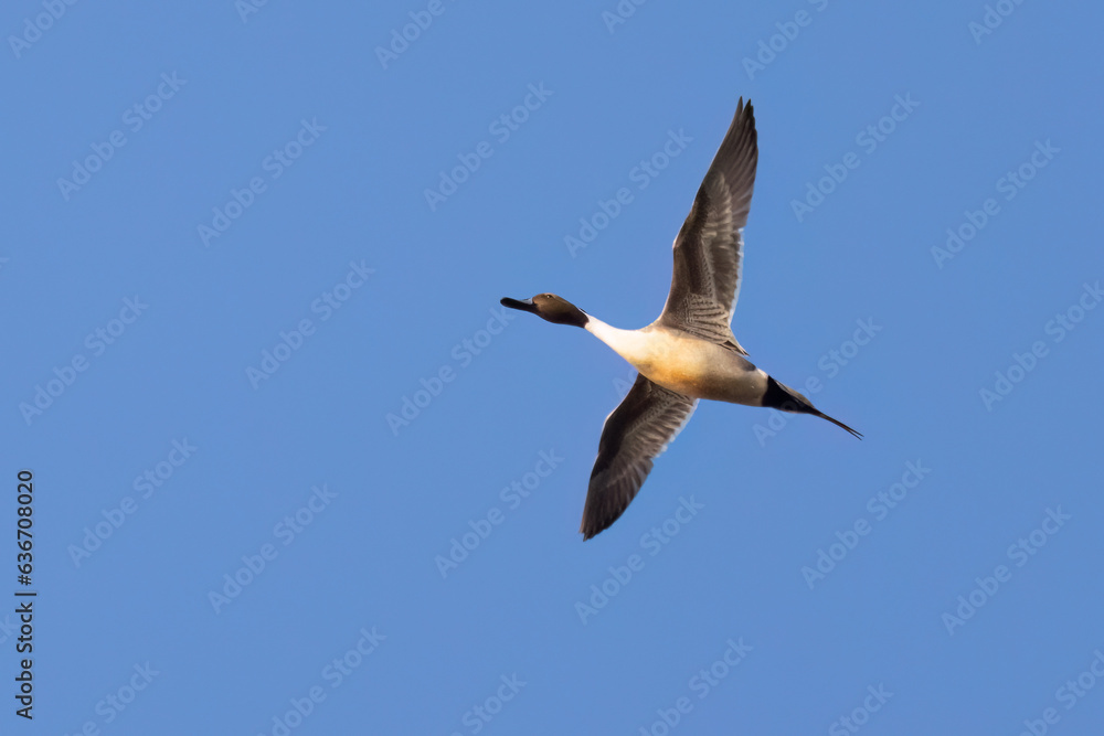 northern pintail duck northern pintail duck