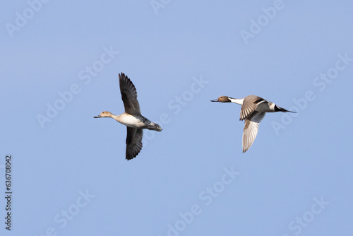 northern pintail duck