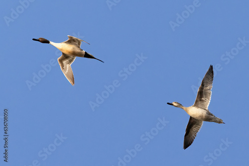 northern pintail duck