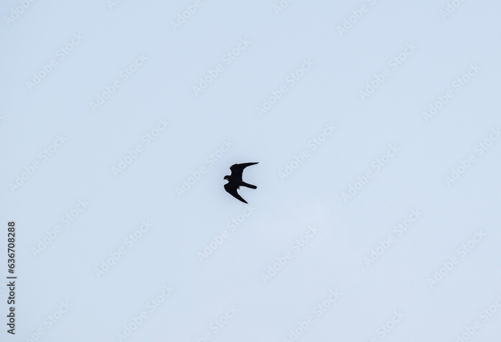 peregrine falcon in flight hunts and dives for prey against the sky in natural conditions peregrine falcon in flight hunts and dives for prey against the sky in natural conditions