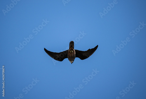 peregrine falcon in flight hunts and dives for prey against the sky in natural conditions