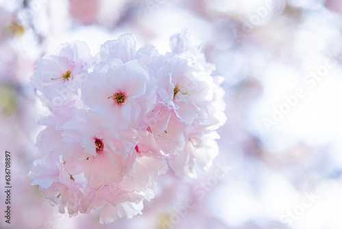 Cherry blossom, closeup of cherry flower in Japan, sakura blossom