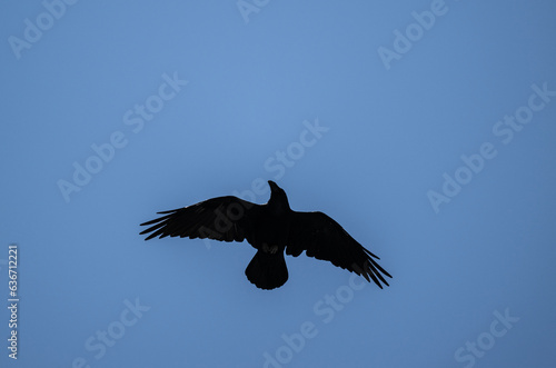 a black raven in flight hunts and dives for prey against the sky in natural conditions