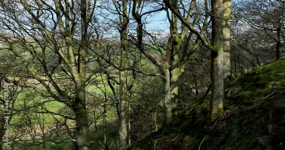 In a forest. In a forest.