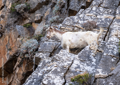 wild goats in the mountains and gorges of Crete in natural conditions