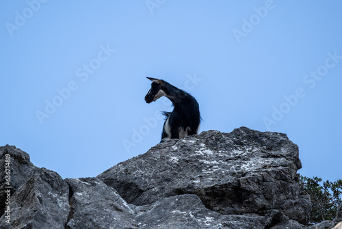 wild goats in the mountains and gorges of Crete in natural conditions