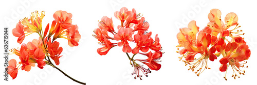 The flower names Caesalpinia pulcherrima and Delonix regia have a subject blur